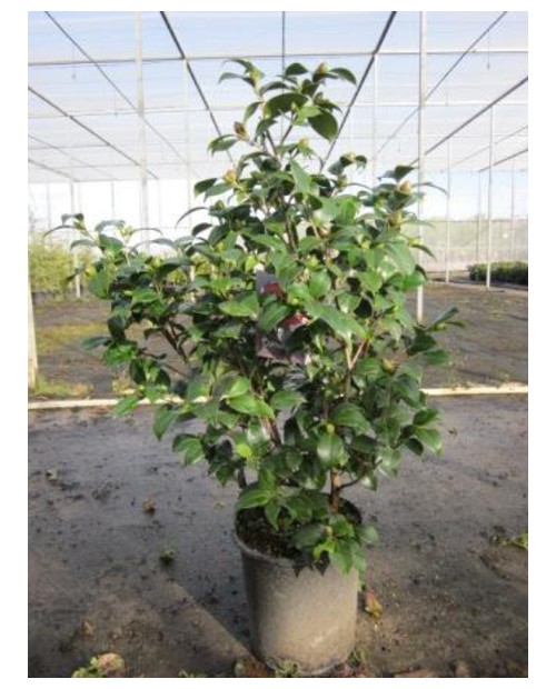 Camelia 70/80 m22                                 