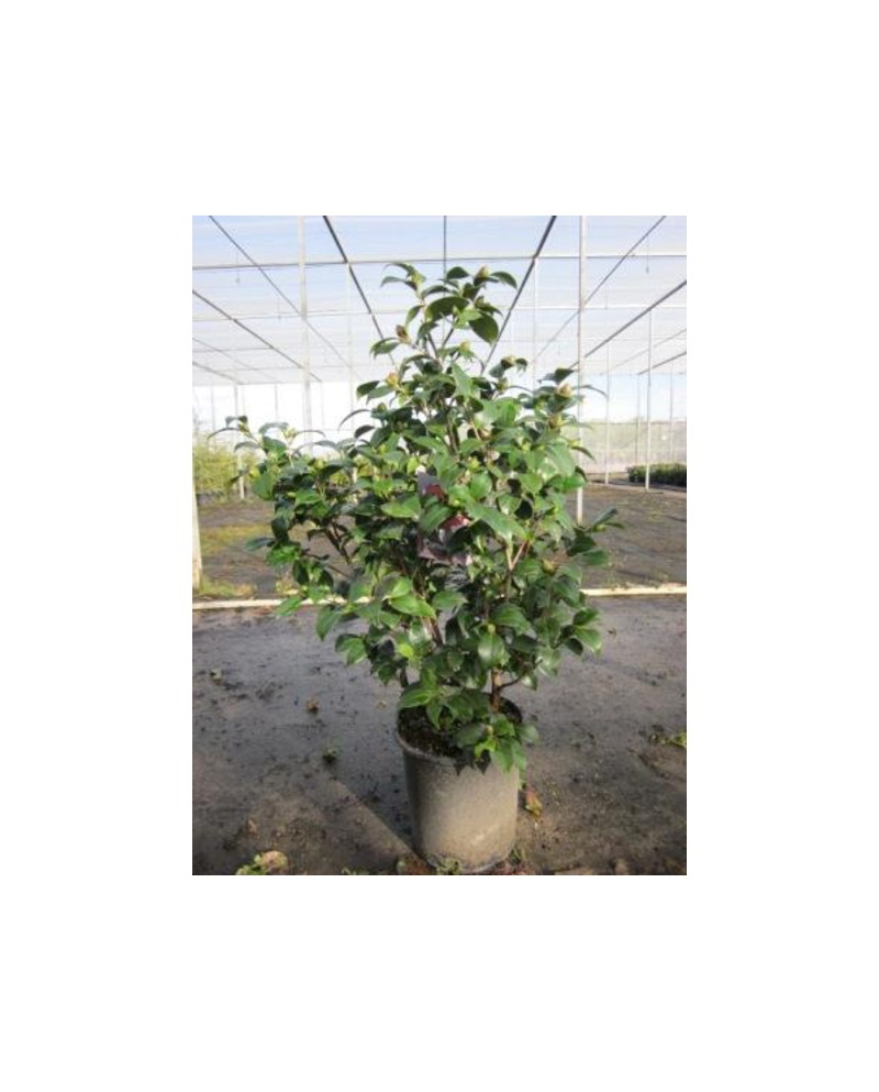 Camelia 70/80 m22                                 