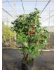 Camelia 90/110 m25                                