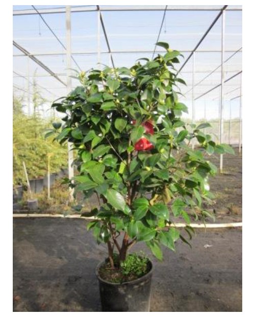 Camelia 90/110 m25                                