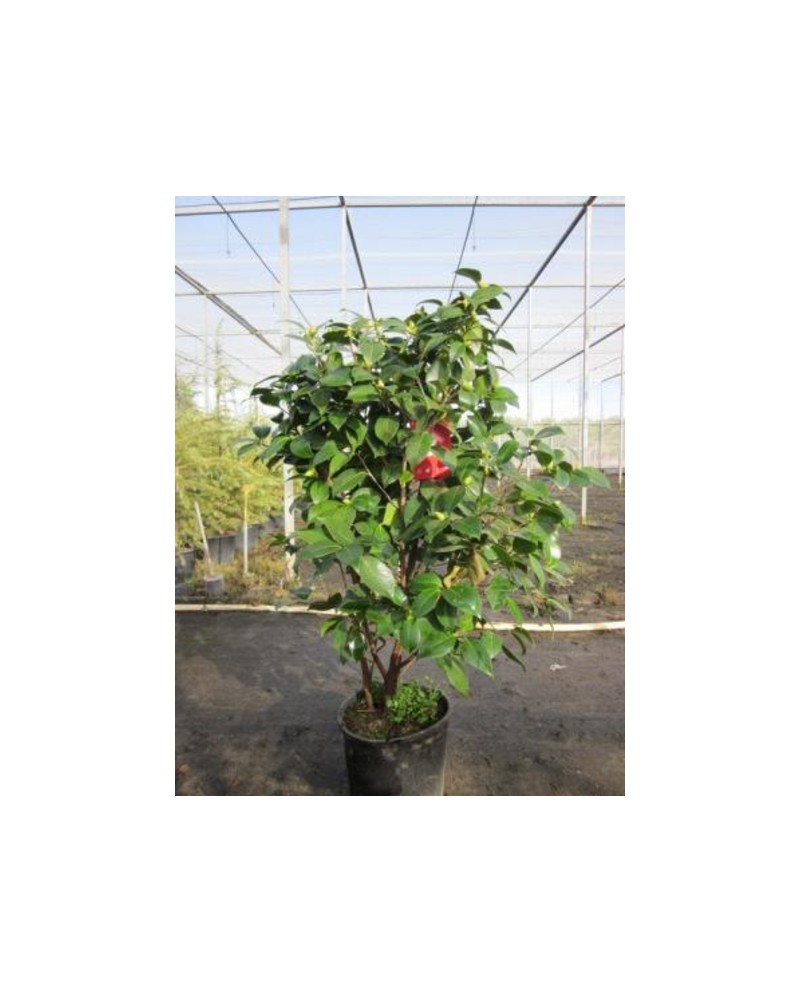 Camelia 90/110 m25                                