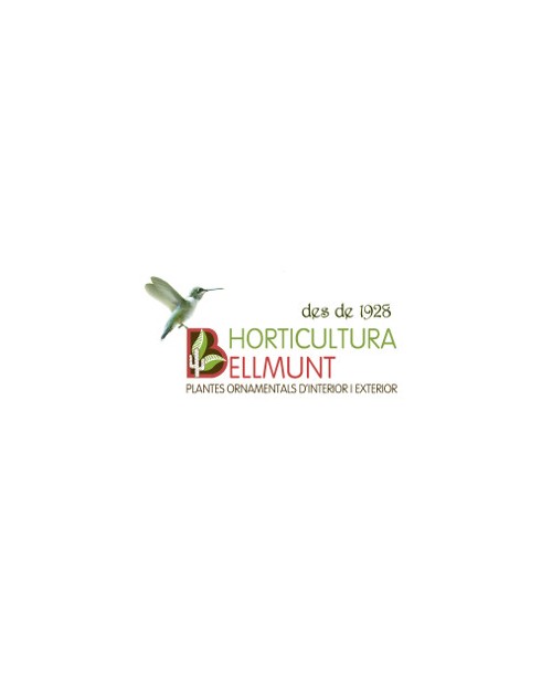 Pennisetum macrourom 2lt                          